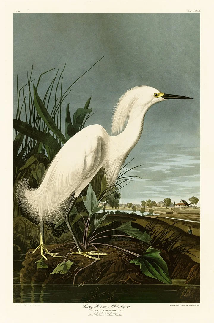 Audubon-Snowy-Heron-print-museum-outlets.jpg