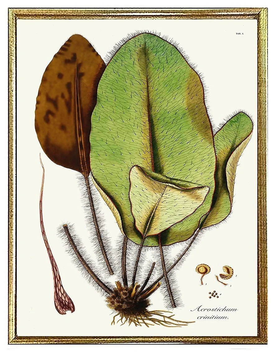 Antique Fern Prints