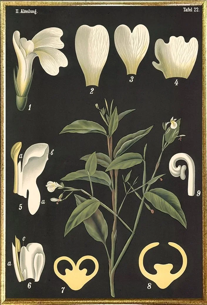 arrowroot-vintage-botanical-print--museum-outlets.jpg