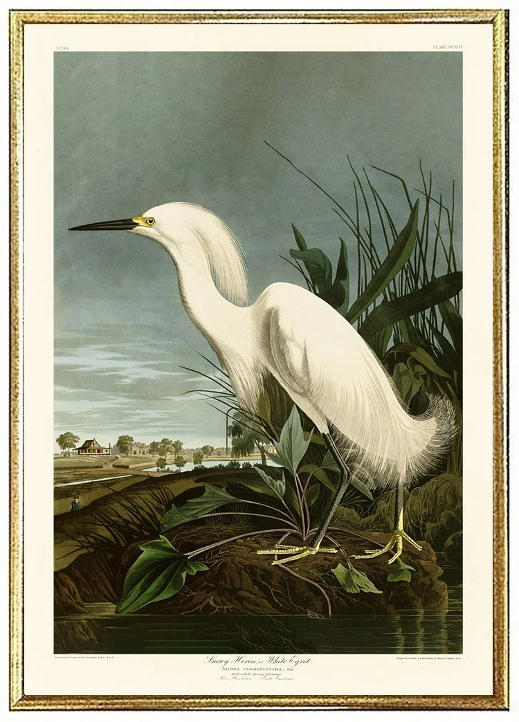 snowy-heron-audubon-print-left-wall-art-museum-outlets.jpg (Copy)