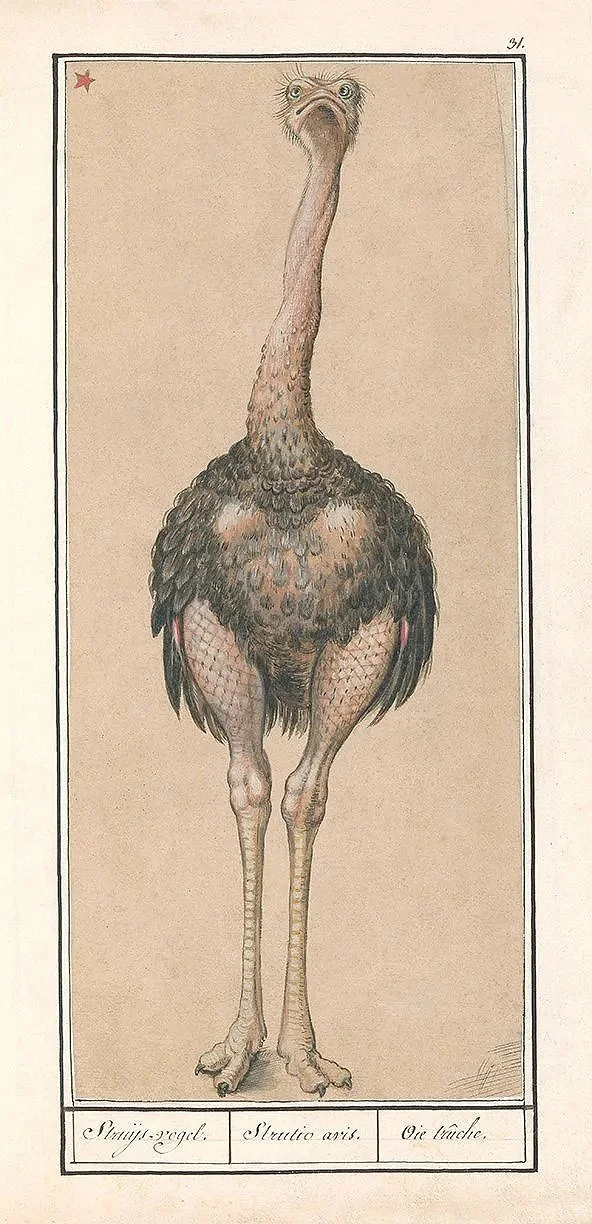 de-boodt-ostrich-antique-bird-print-museum-outlets.jpg