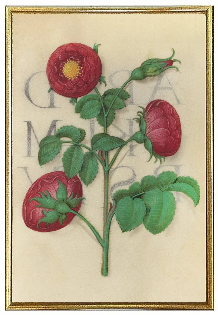 apothecary-rose-antique-botanical-print-museum-outlets.jpg