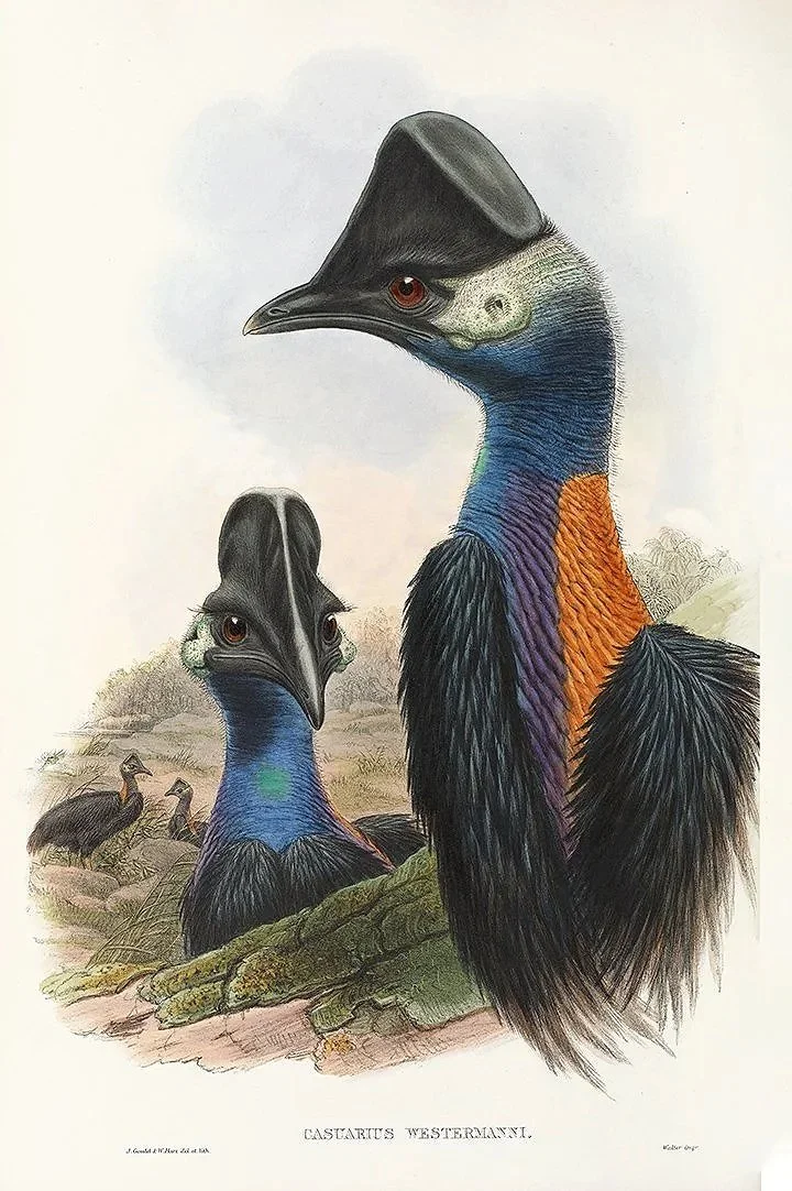 Casuarius-westermanni.jpg