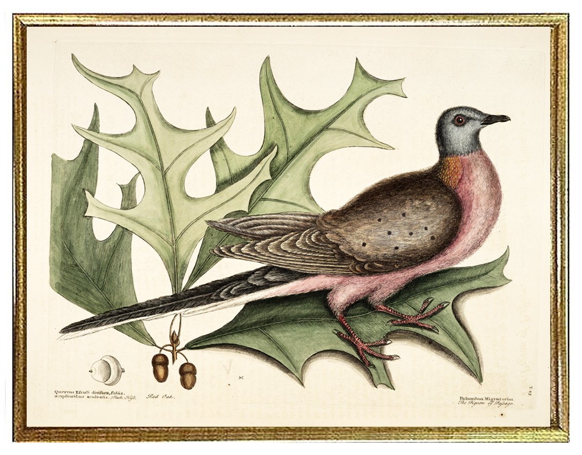 catesby-pigeon-passage-antique-bird-print-museum-outlets.jpg