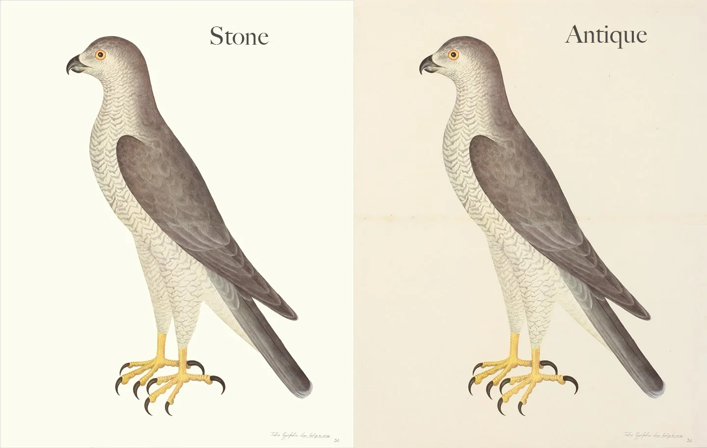 Olof Rudbeck Black Grouse Swedish Bird Prints — MUSEUM OUTLETS