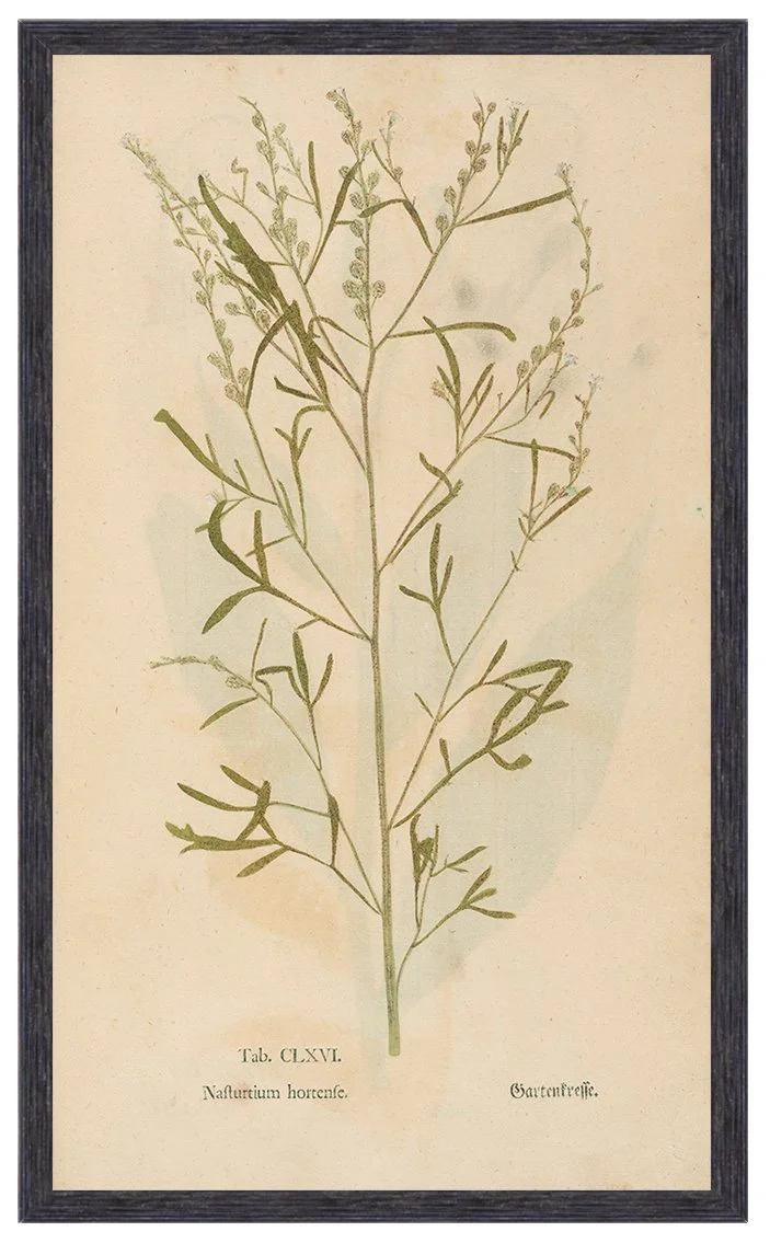 antique-herb-plant-specimen-print-museum-outlets.jpg
