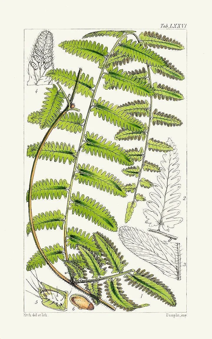 Vintage Fern Prints