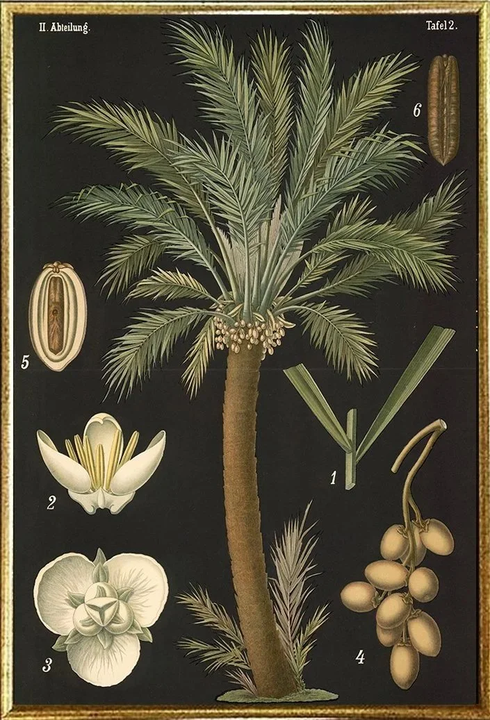 common-date-palm-vintage-botanical-print--museum-outlets.jpg