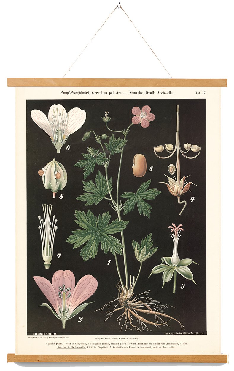 muller-botanical-canvas-wall-charts--museum-outlets.jpg