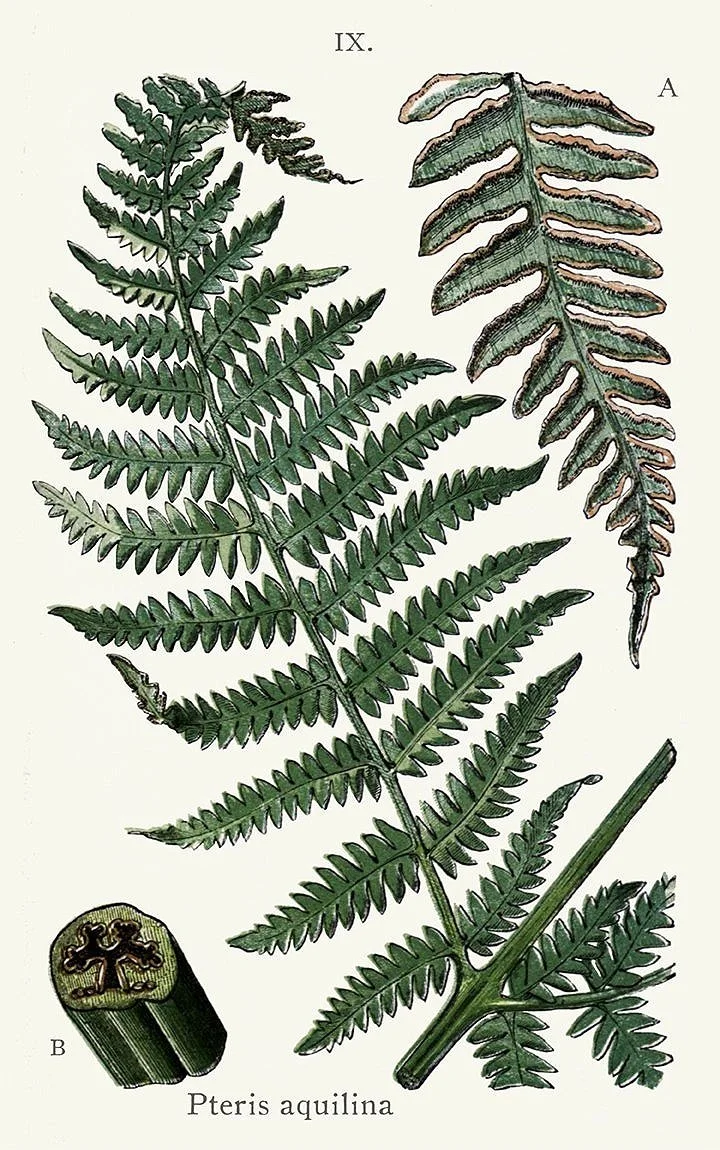 british fern prints 1861