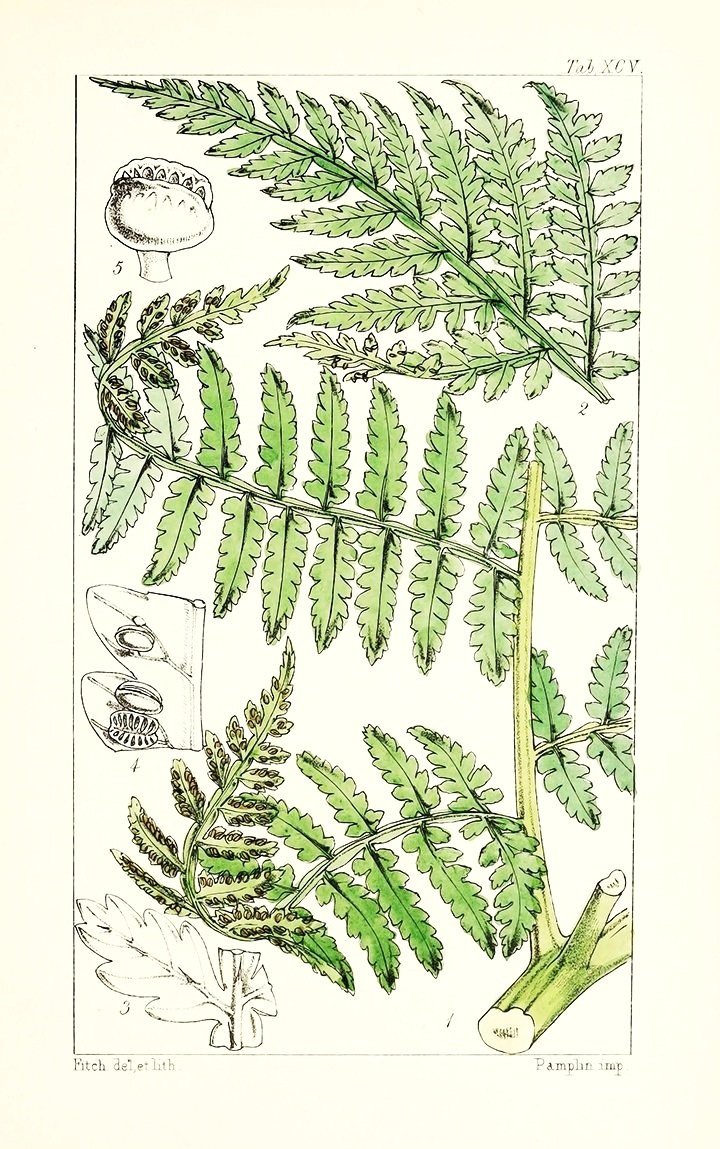 vintage-fern-prints-plate-13-museum-outlets+%281%29.jpg