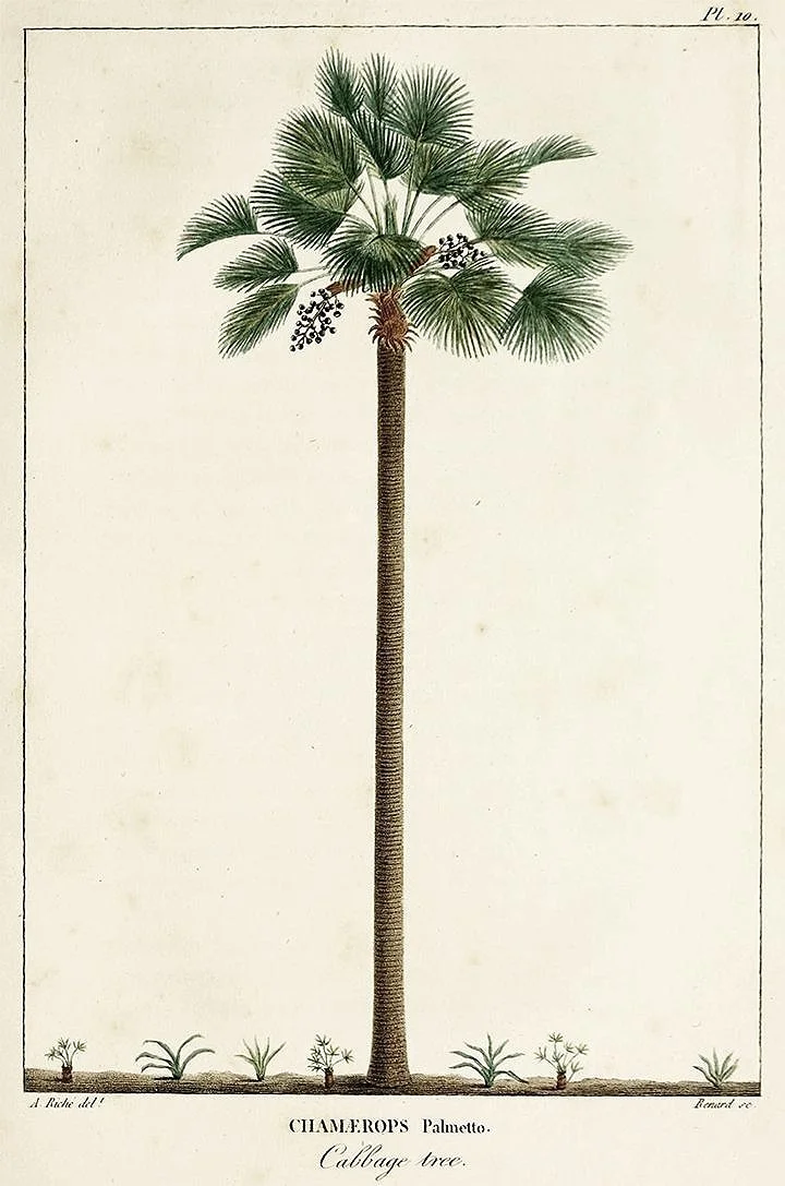 chamerops palmetto antique botanical print