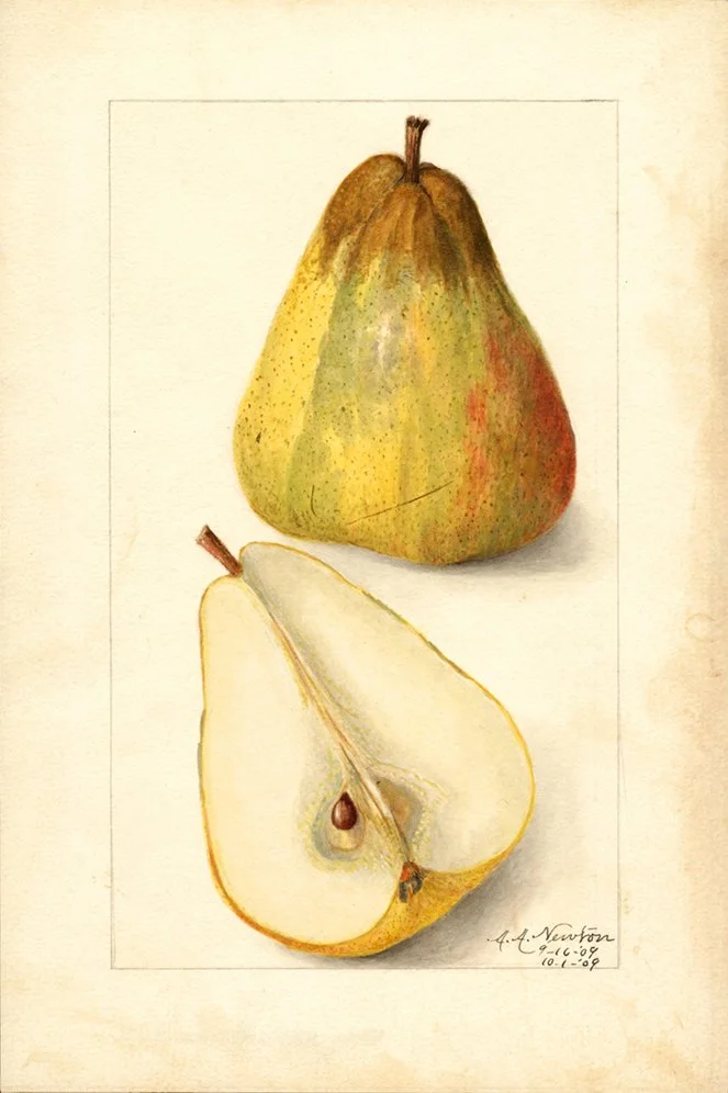 pear-antique-fruit-print--museum-outlets.jpg
