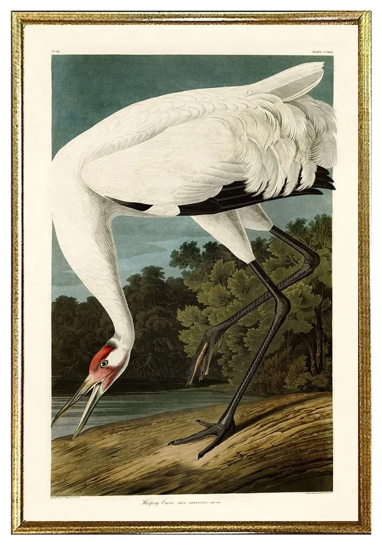 hooping-crane-antique-audubon-print-museum-outlets.jpg