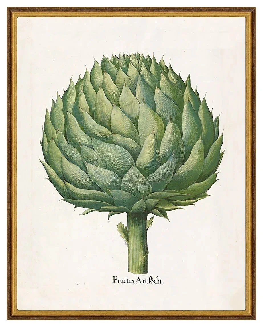besler-artichoke-antique-vegetable-print--museum-outlets.jpg