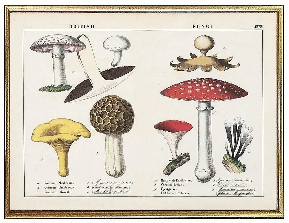 antique-botanical-prints-mushrooms-museum-outlets.jpg