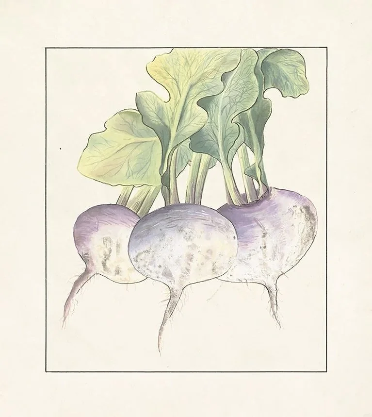 rutabaga-vintage-vegetable-print-museum-outlets.jpg