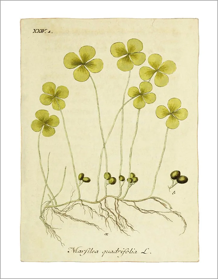 clover-st-patricks-day-greeting-card.jpg