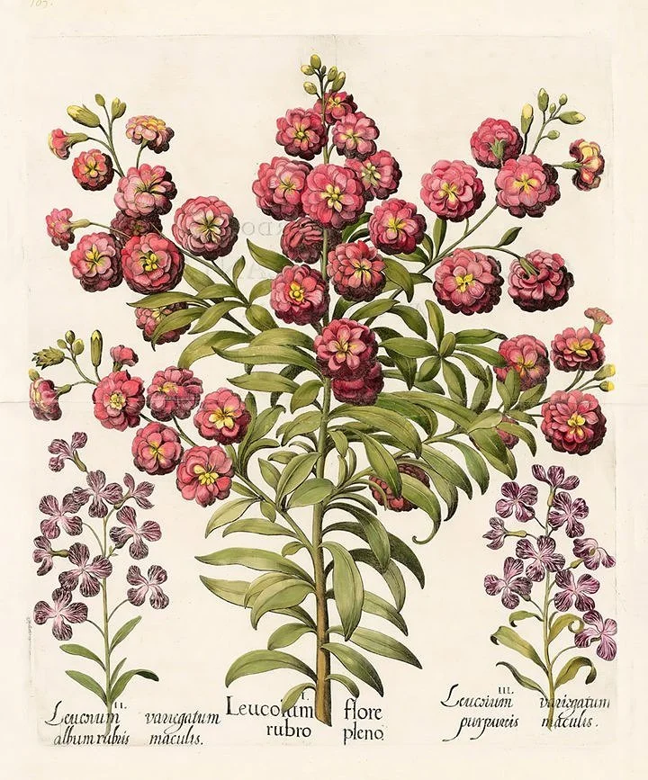 Besler Leucoium Flore Antique Botanical Print