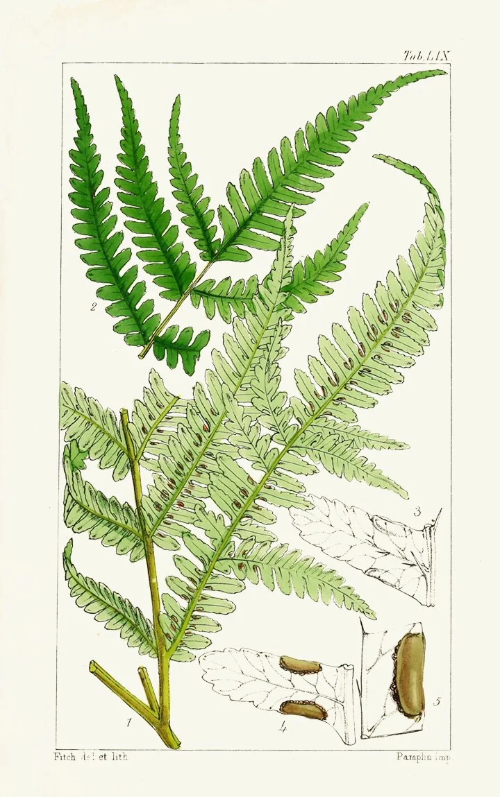 antique fern print