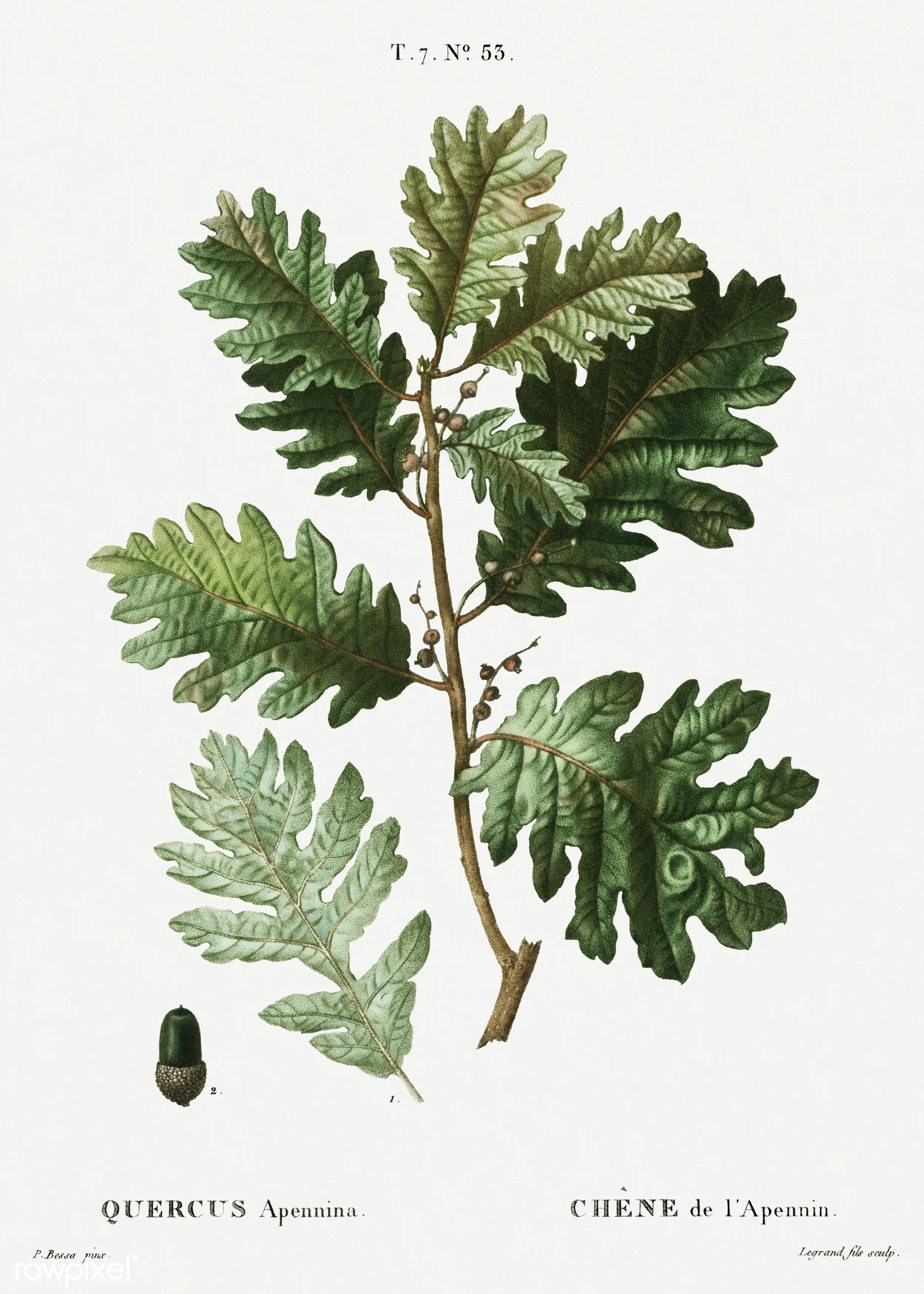 apennine-oak-antique-botanical-print-wall-art-museum-outleets.jpg