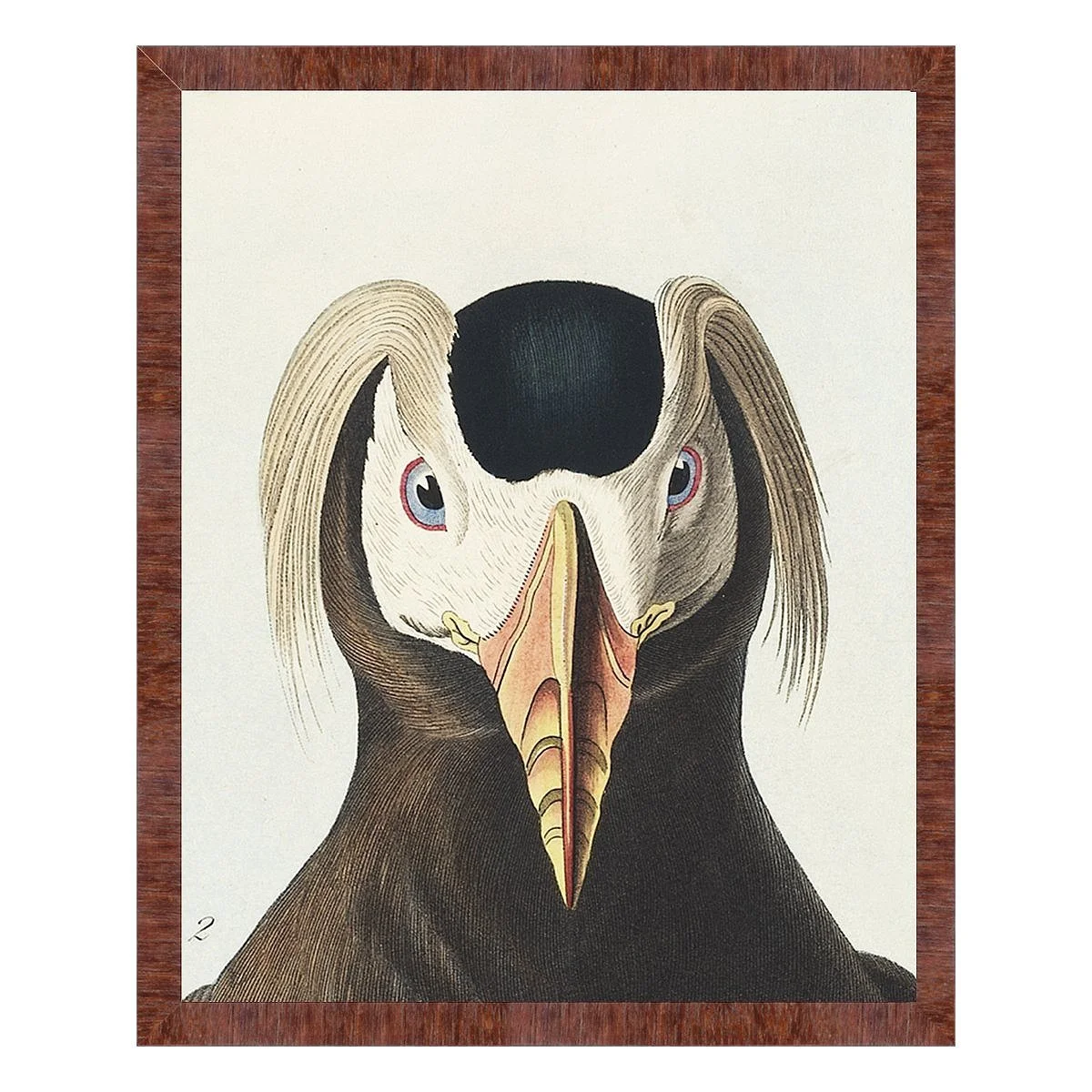 audubon tufted auk detail print