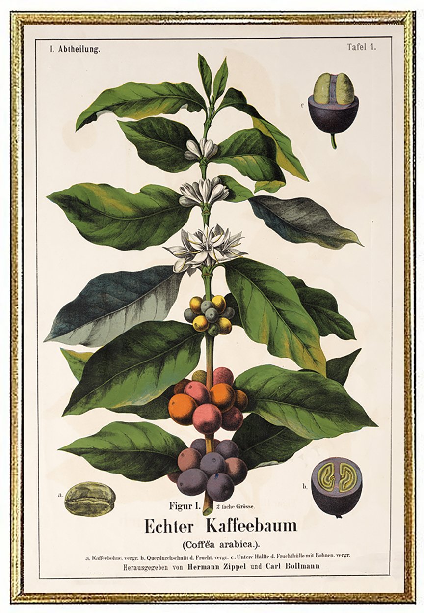 coffee-arabica-antique-coffee-print-museum-outlets.jpg