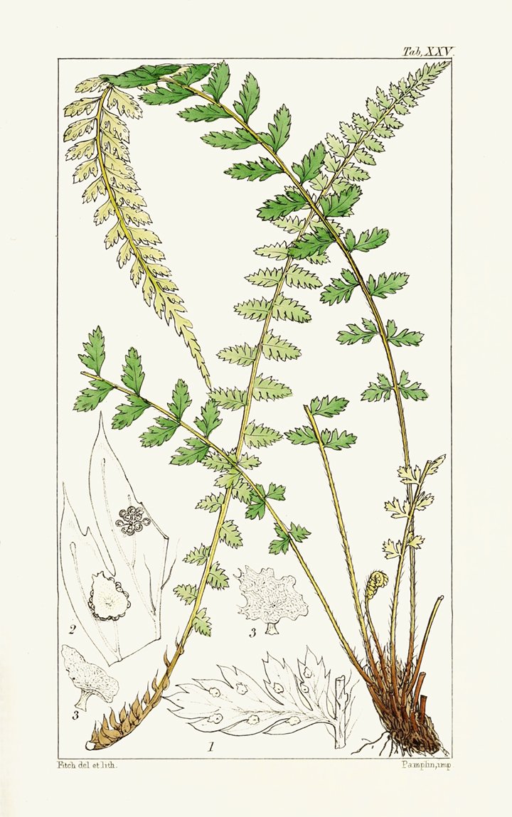 vintage fern print