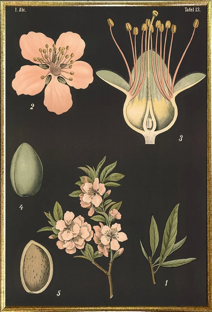 common-almond-tree-vintage-botanical-print--museum-outlets.jpg