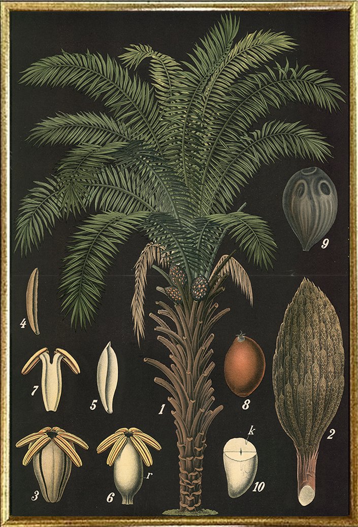 african-oil-palm-vintage-botanical-print--museum-outlets.jpg
