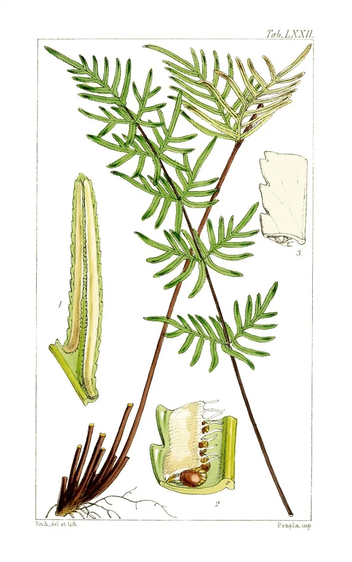 vintage fern print