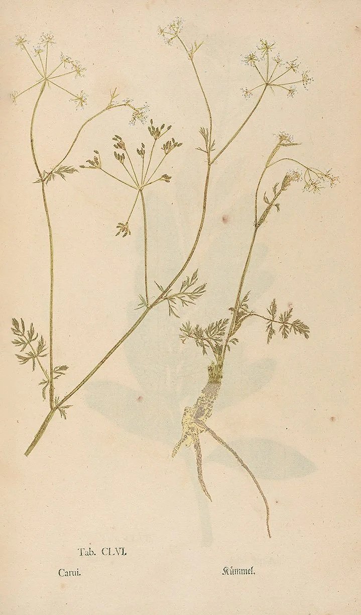 caraway-antique-herb-specimen-print-museum-outlets.jpg