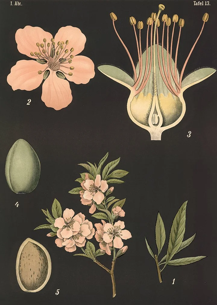 common-almond-tree-vintage-botanical-print-museum-outlets.jpg