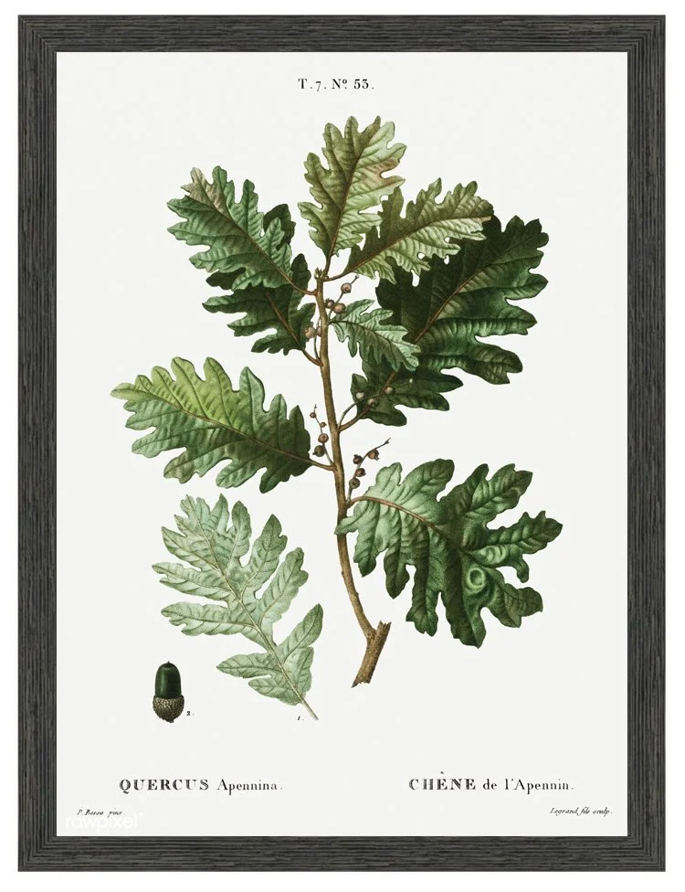 apennine-oak-leaf-antique-botanical-print-museum-ooutlets.jpg