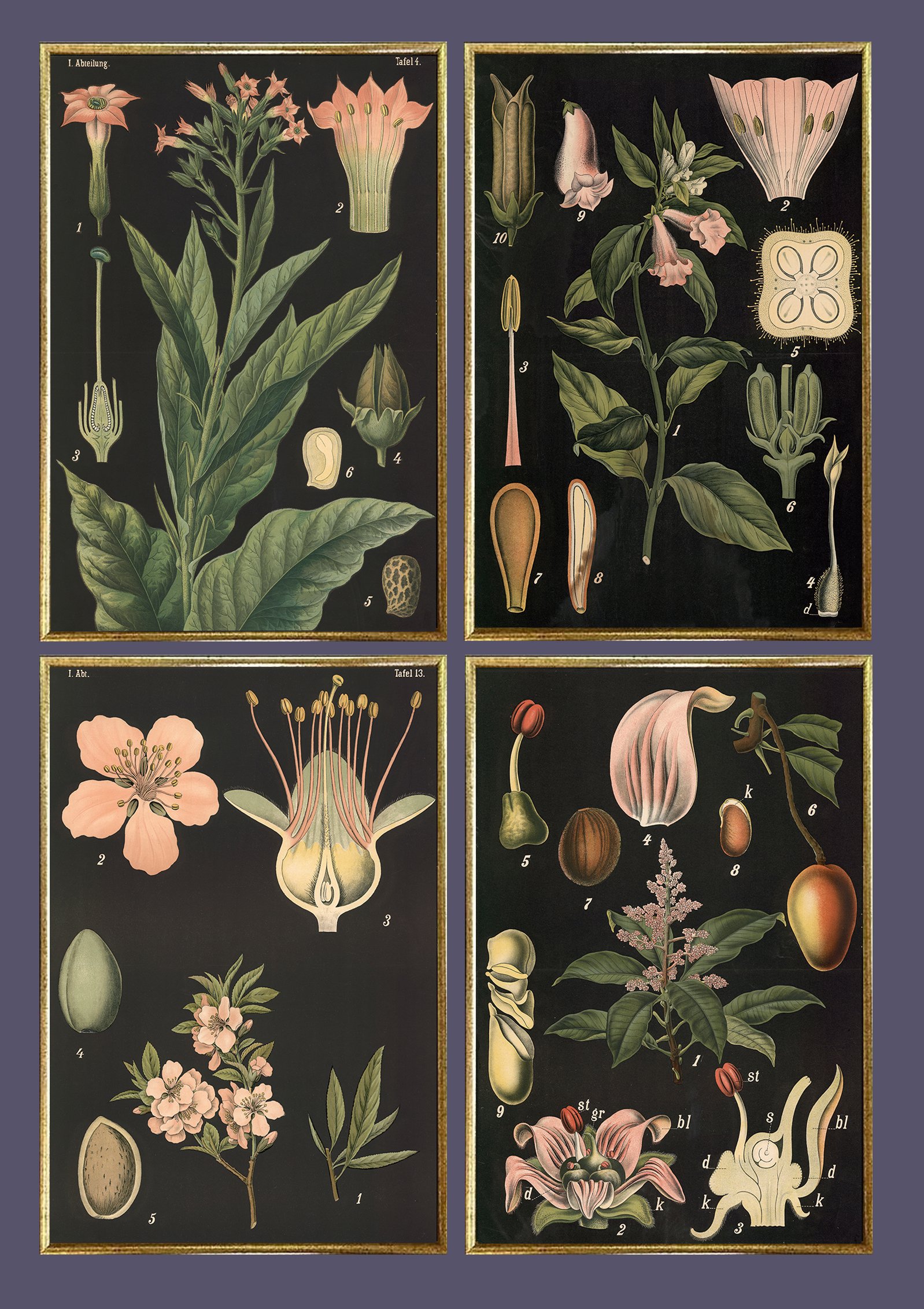 Zippel-Bollmanm-vintage-botanical-print-wall-charts-museum-outlets.jpg