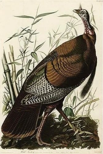 Audubon-print-Wild-Turkey-museum-outlets.jpg