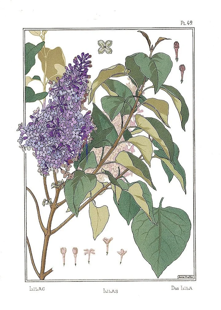 lilacs-antique-botanical-print-museum-outlets.jpg