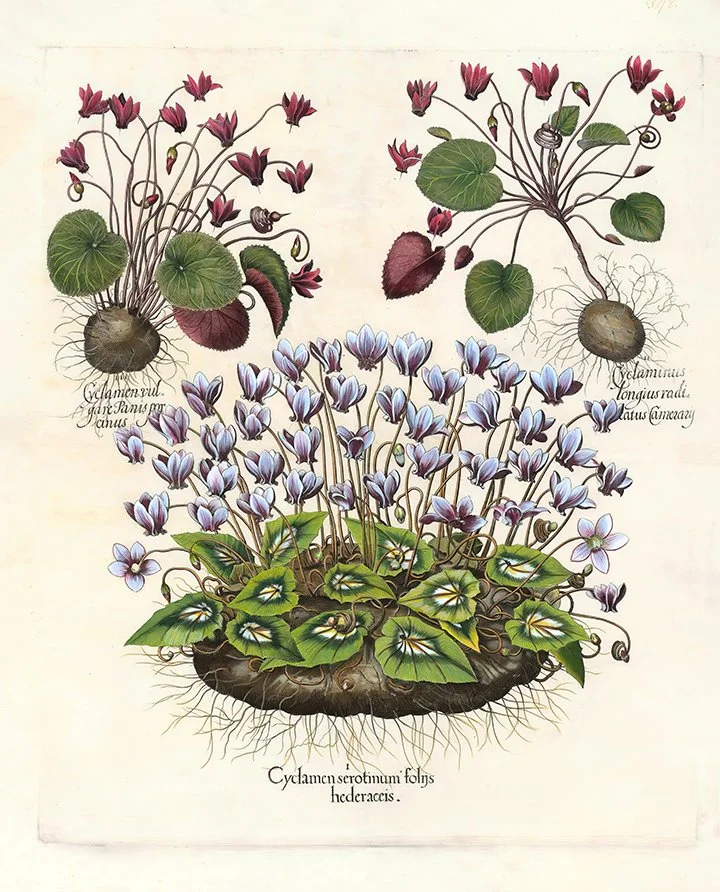Besler-Cyclamen-antique-botanical-print-museum-outlets.jpg