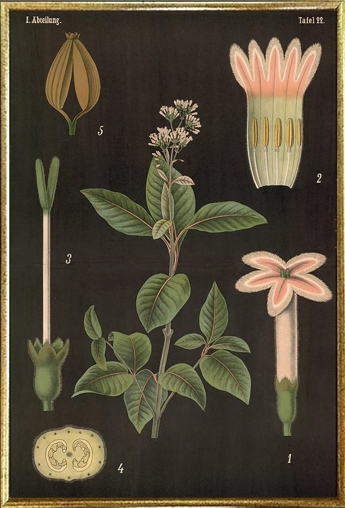 zippel-bollmann-pharmacist-fever-tree-vintage-botanical-print-museum-outlets.jpg