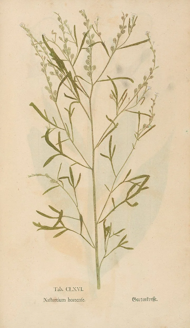 nasturium-antique-plant-specimen-print-museum-outlets.jpg