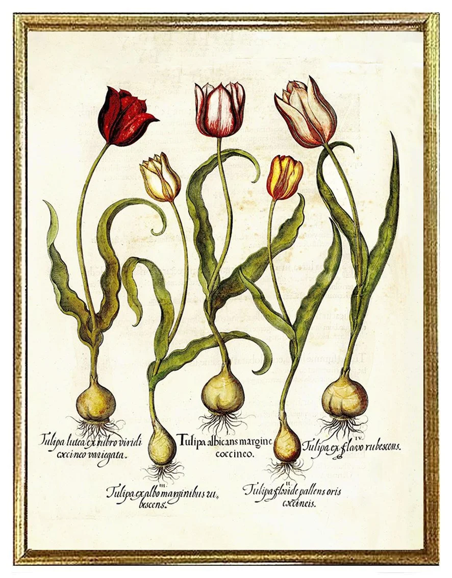 besler-tulips-antique-botanical-print--museum-outlets.jpg
