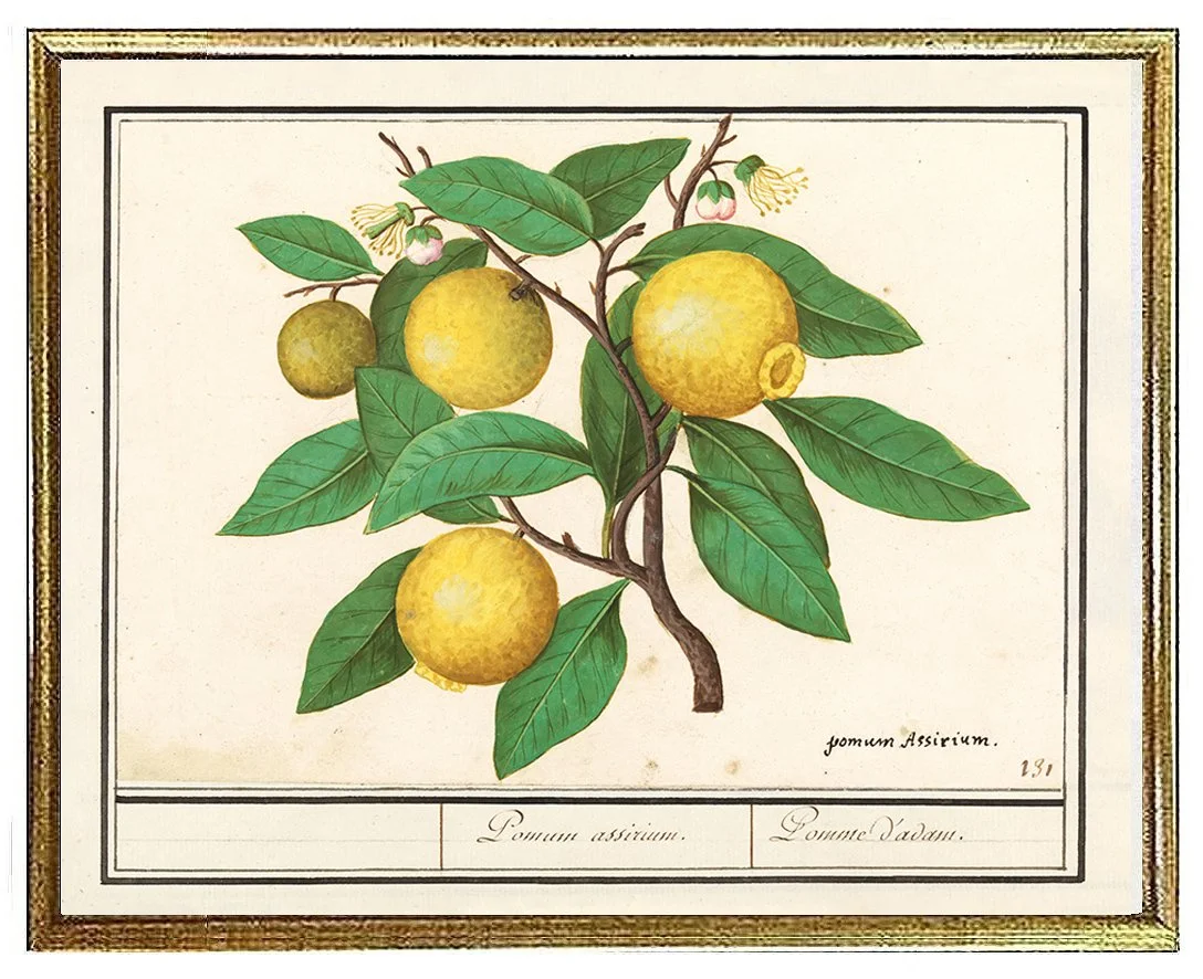 de-boodt-lemons-vintage-fruit-print--museum-outlets.jpg