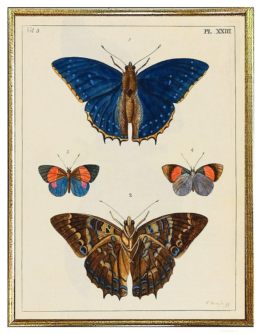 blue-antique-butterfly-print-museum-outlets.jpg
