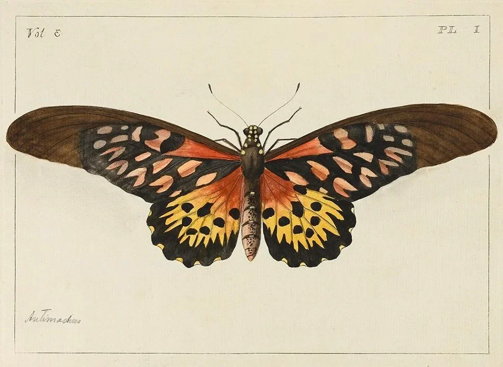 1700-Atlas-Attacus-vintage-butterfly-prints+1700.jpg
