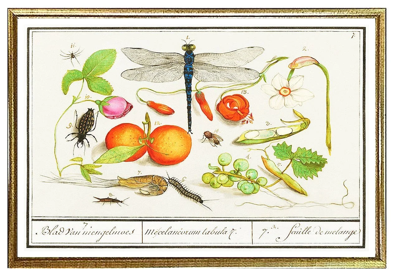 de-boodt-insects-dragonfly-antique-insect-print--museum-outlets.jpg