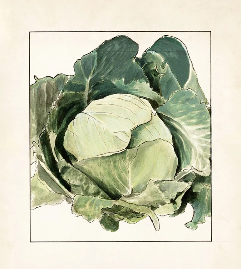 cabbage-vintage-vegetable-print-museum-outlets.jpg