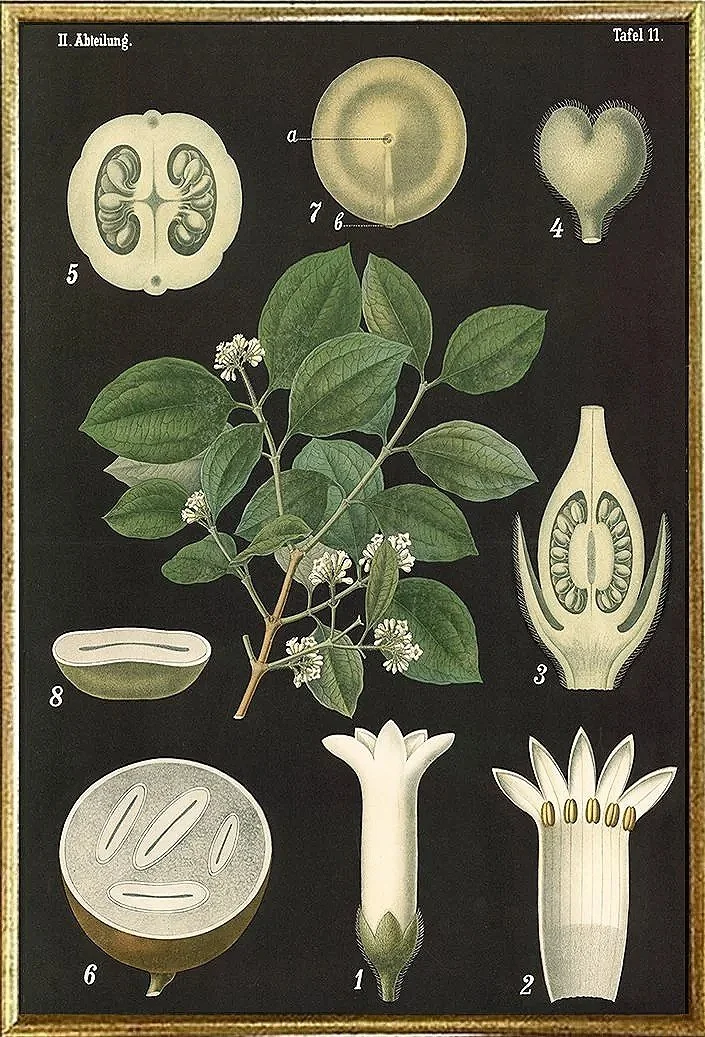nut-tree-vintage-botanical-print--museum-outlets.jpg