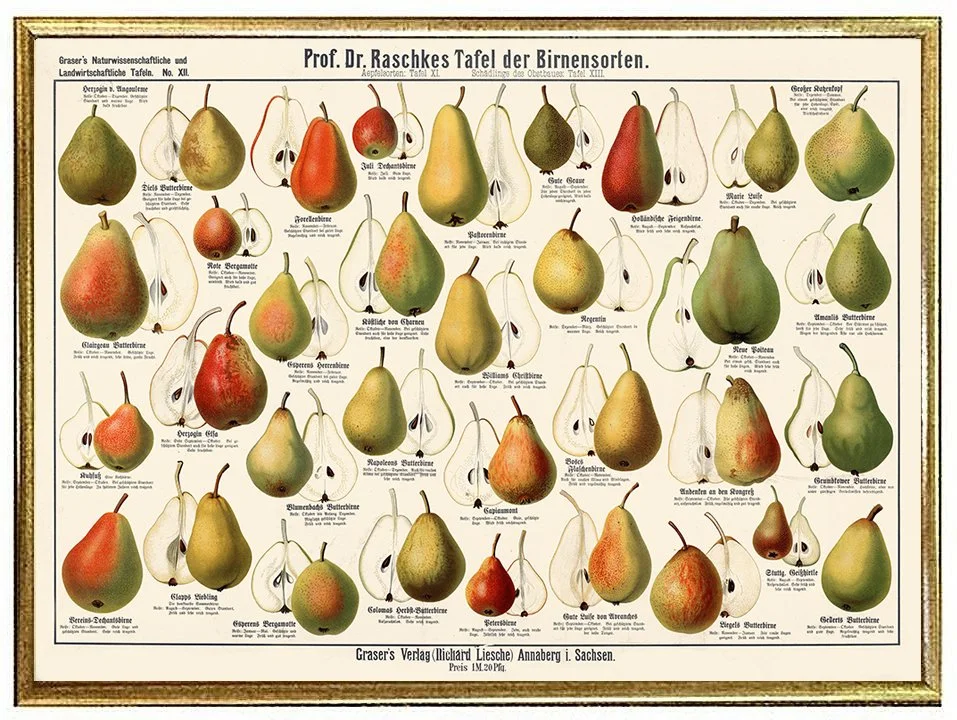 pear-variety-vintage-fruit-print--museum-outlets.jpg