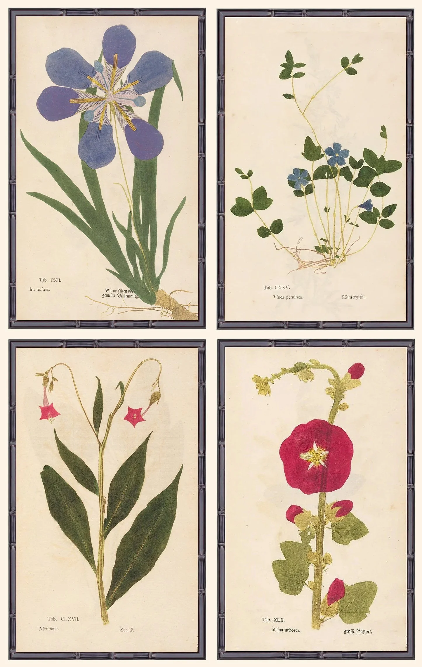 1760-primitive-botanical-prints-grouping-museum-outlets.jpg