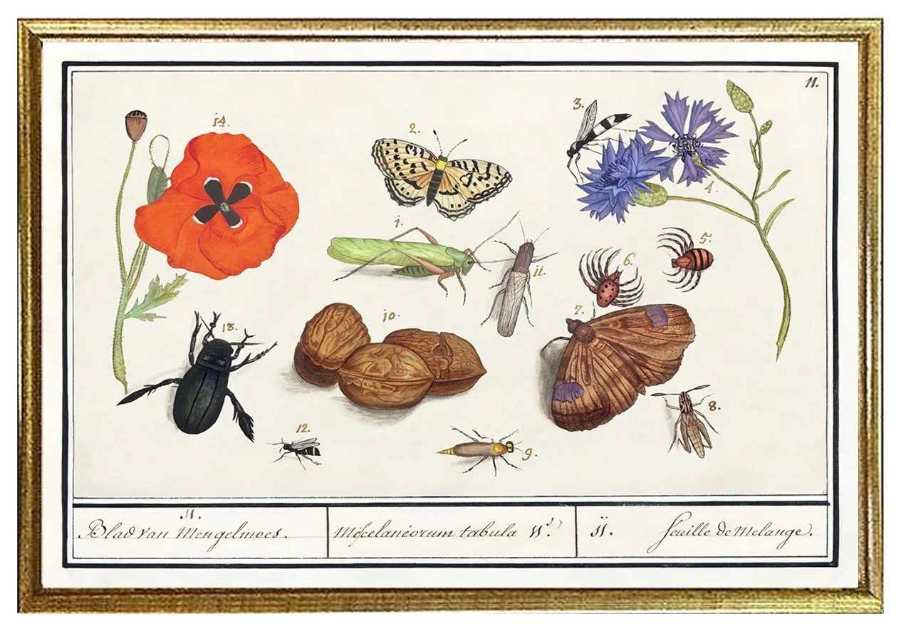 de-boodt-insects-poppy-antique-insect-print--museum-outlets.jpg